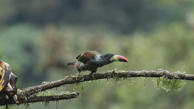 Gray-breasted Mountain-Toucan - ML618990492