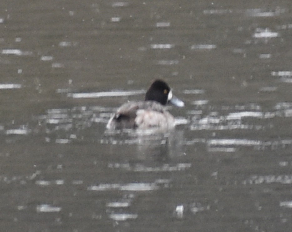 Greater/Lesser Scaup - ML618990511