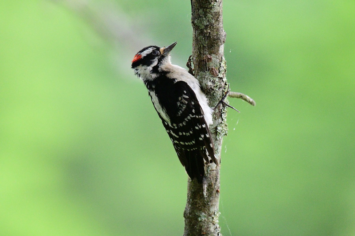 Downy Woodpecker - ML618990520