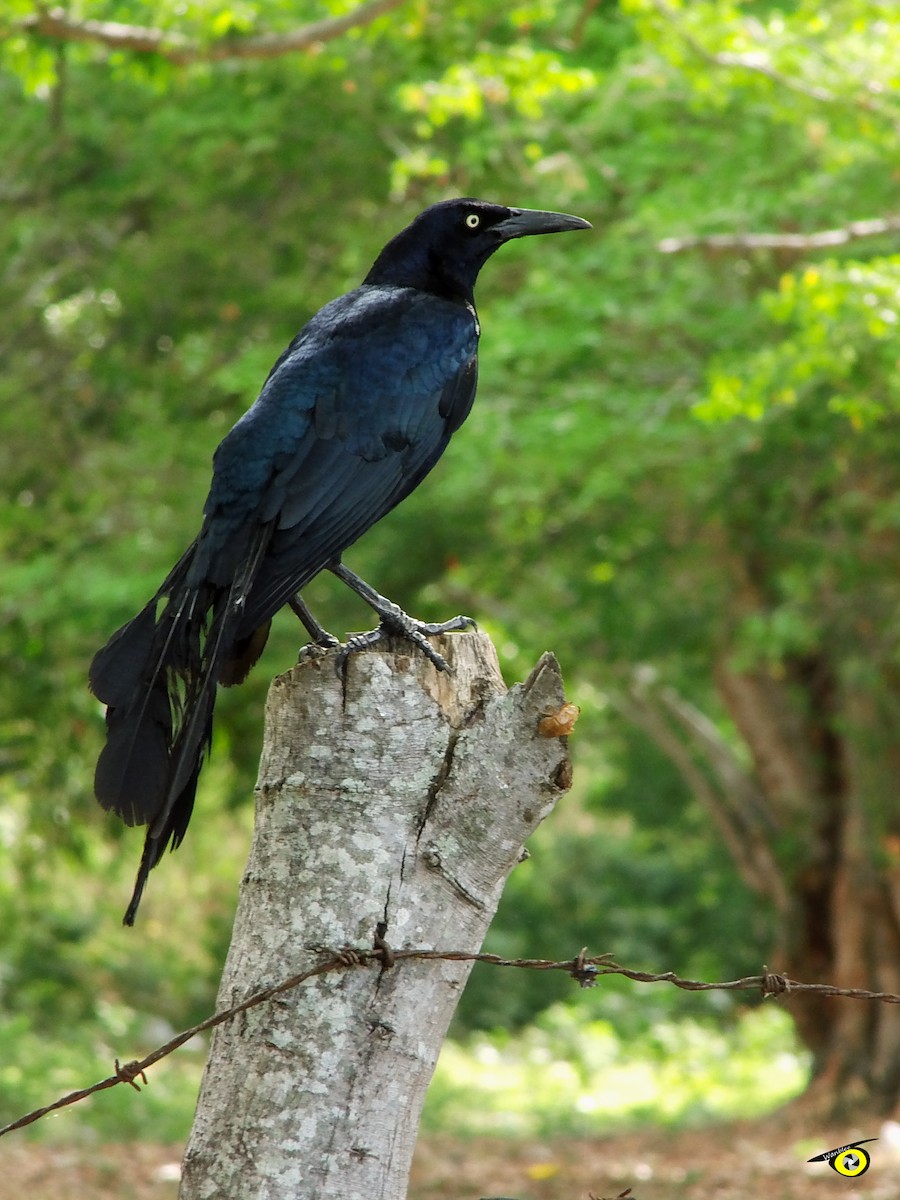 Great-tailed Grackle - ML618990524
