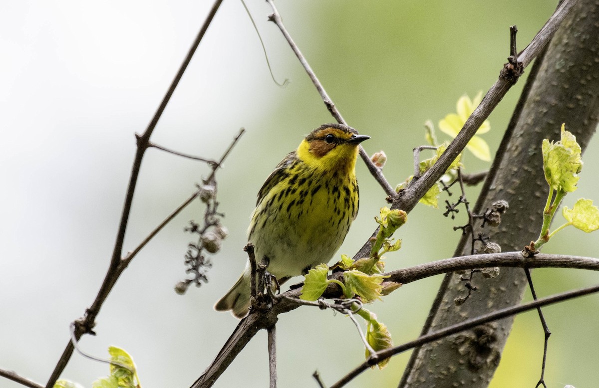 Cape May Warbler - ML618990539