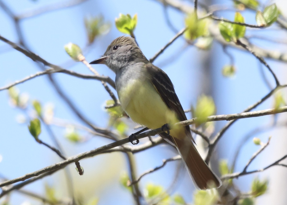 Great Crested Flycatcher - ML618990545