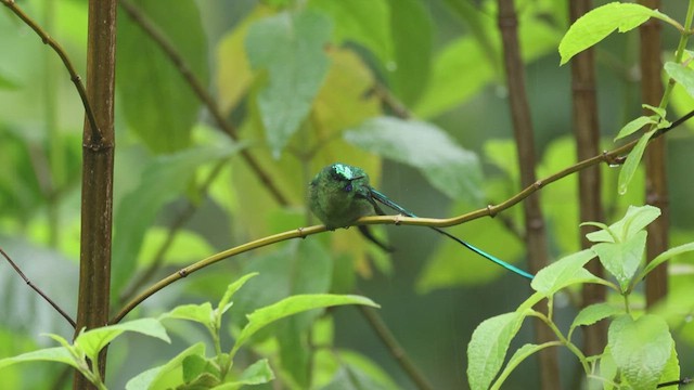 Long-tailed Sylph - ML618990550