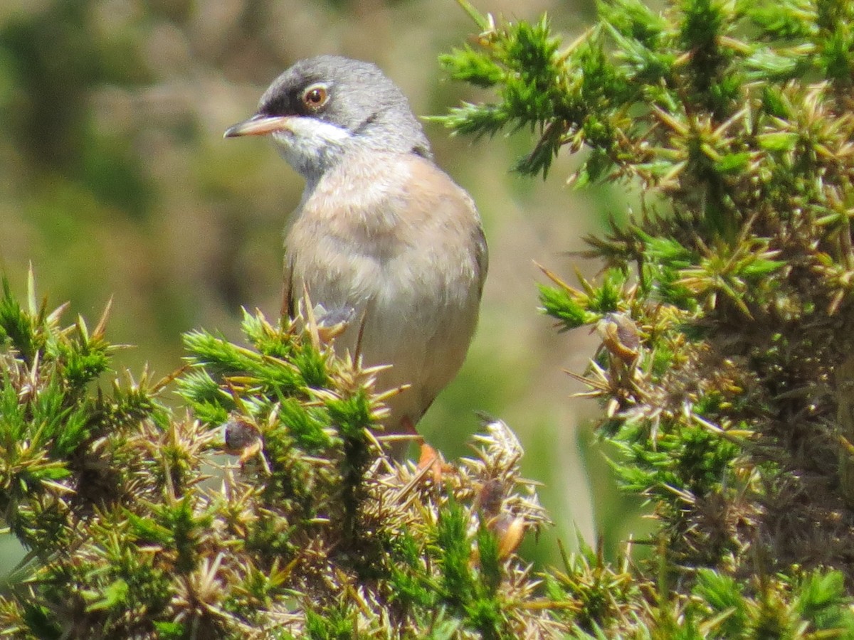 Spectacled Warbler - ML618990551