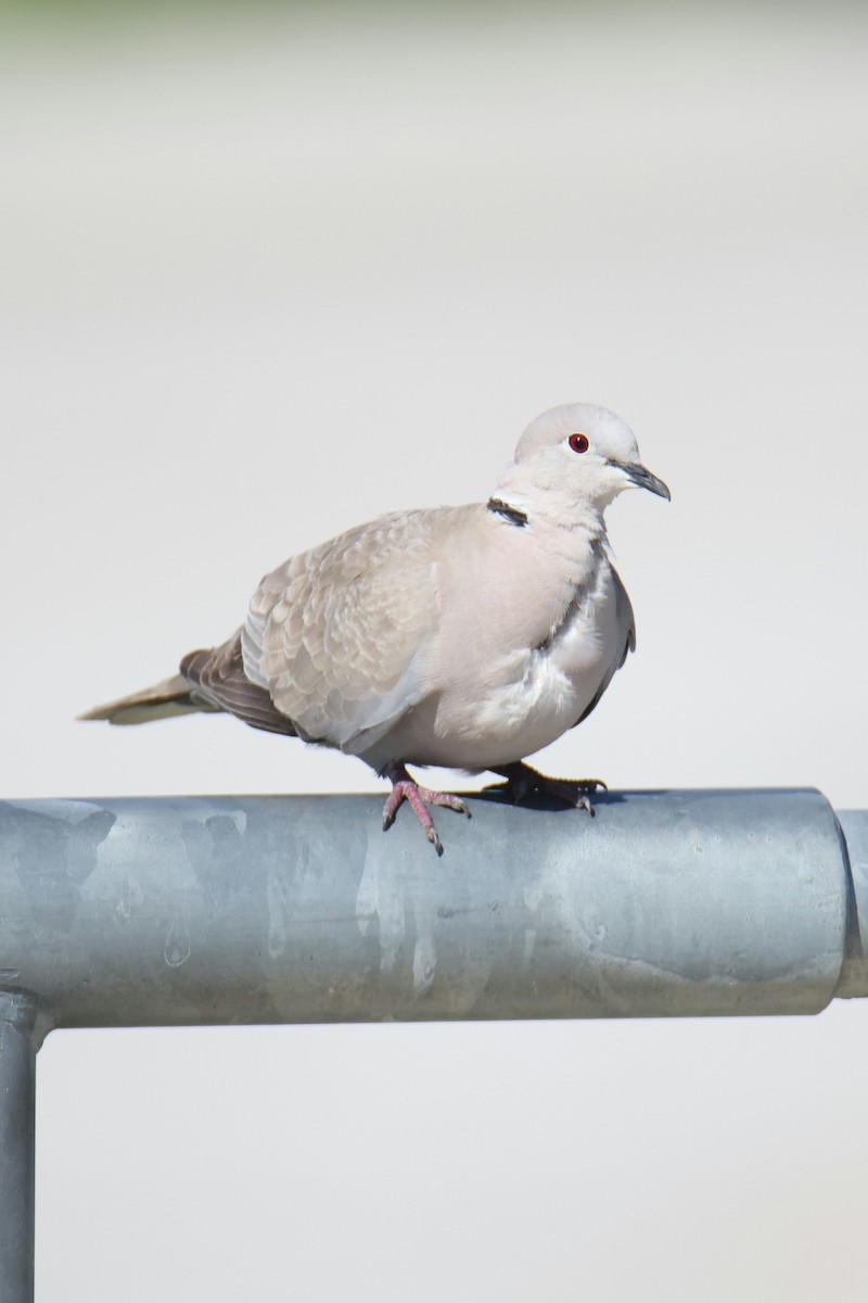 Eurasian Collared-Dove - Juan Aguayo