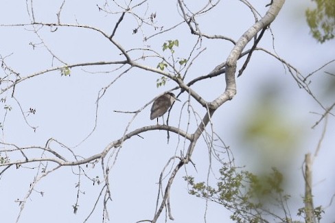 Black-crowned Night Heron - ML618990564