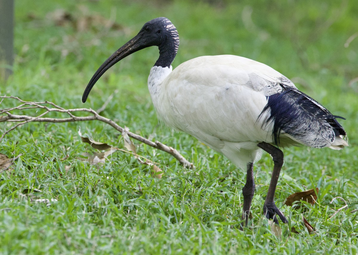 ibis australský - ML618990614