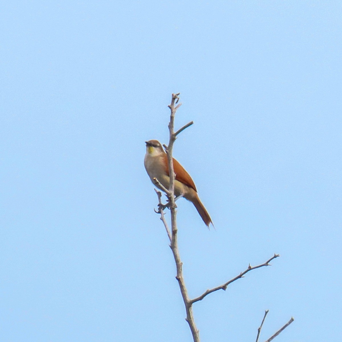 Yellow-chinned Spinetail - ML618990615