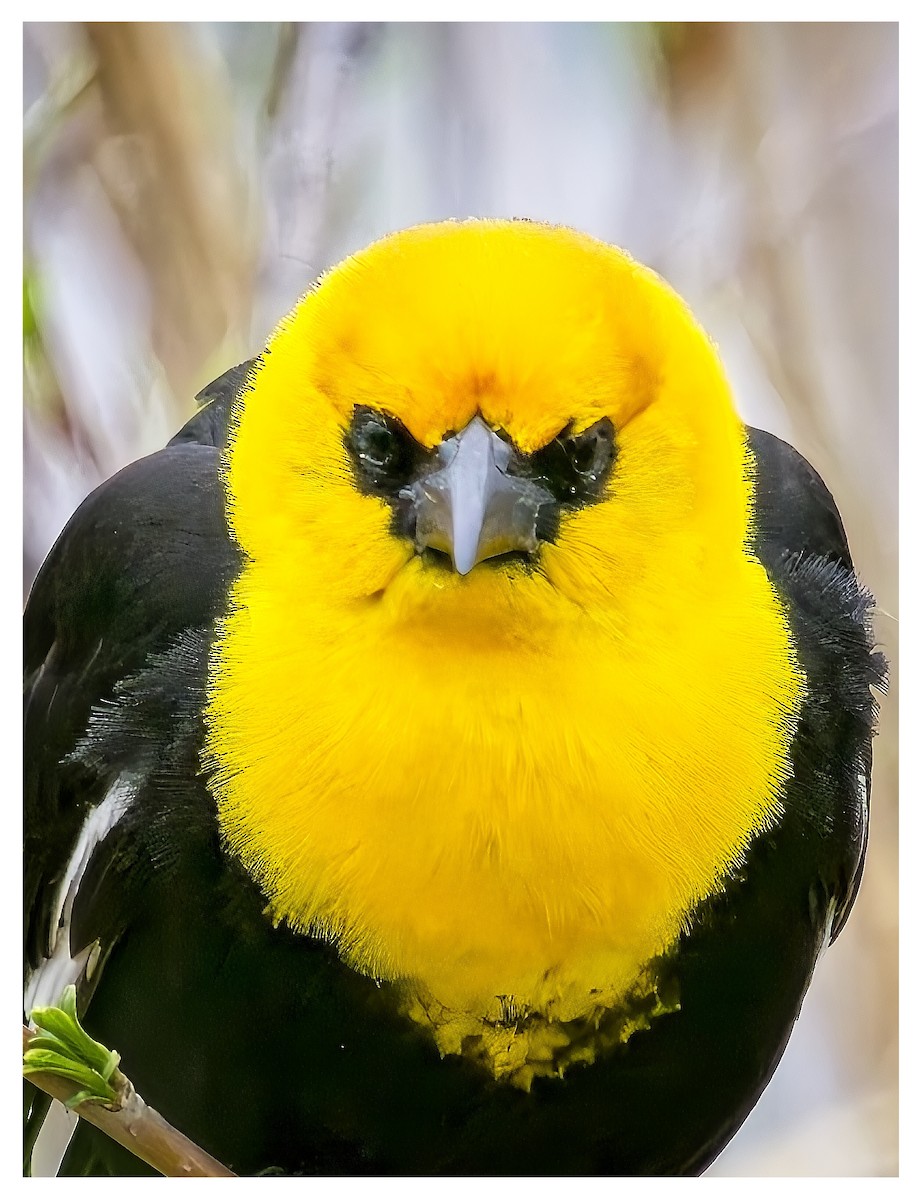 Yellow-headed Blackbird - ML618990689
