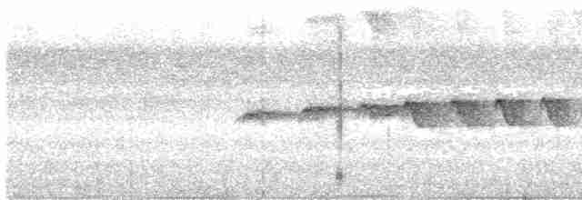 Grauscheitel-Ameisenvogel - ML618990720