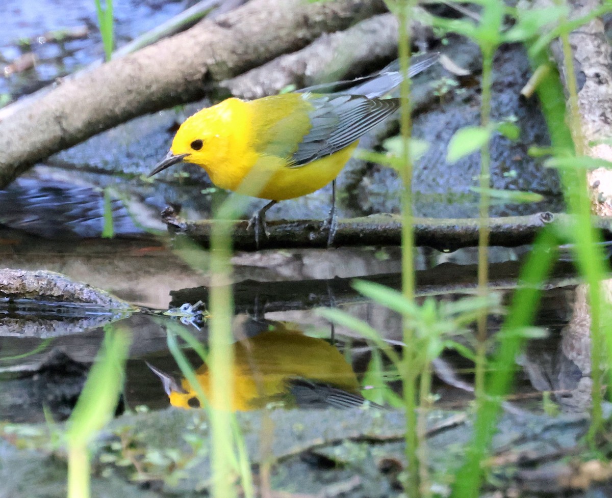 Prothonotary Warbler - ML618990734