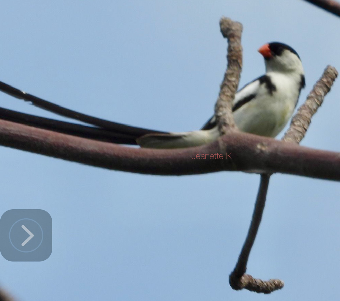 Pin-tailed Whydah - ML618990794