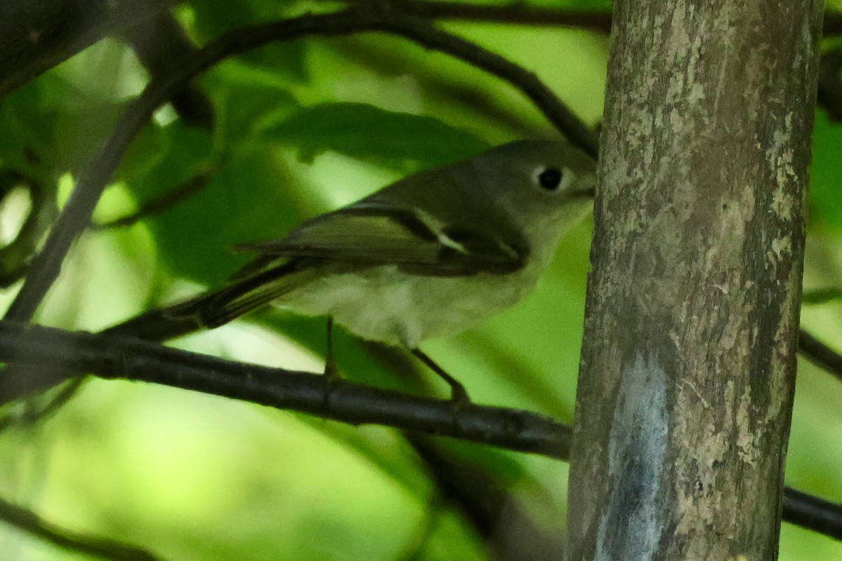 Ruby-crowned Kinglet - Patty Berry