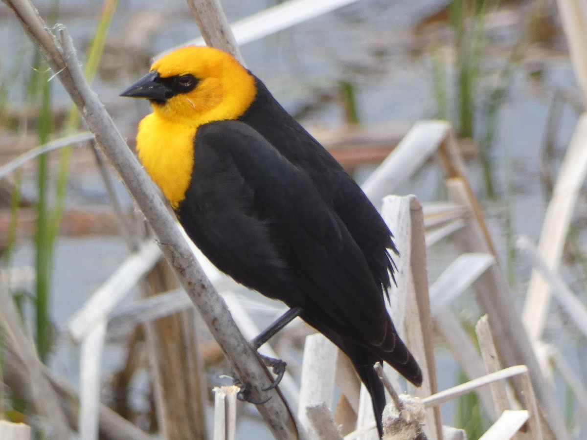 Yellow-headed Blackbird - ML618990821