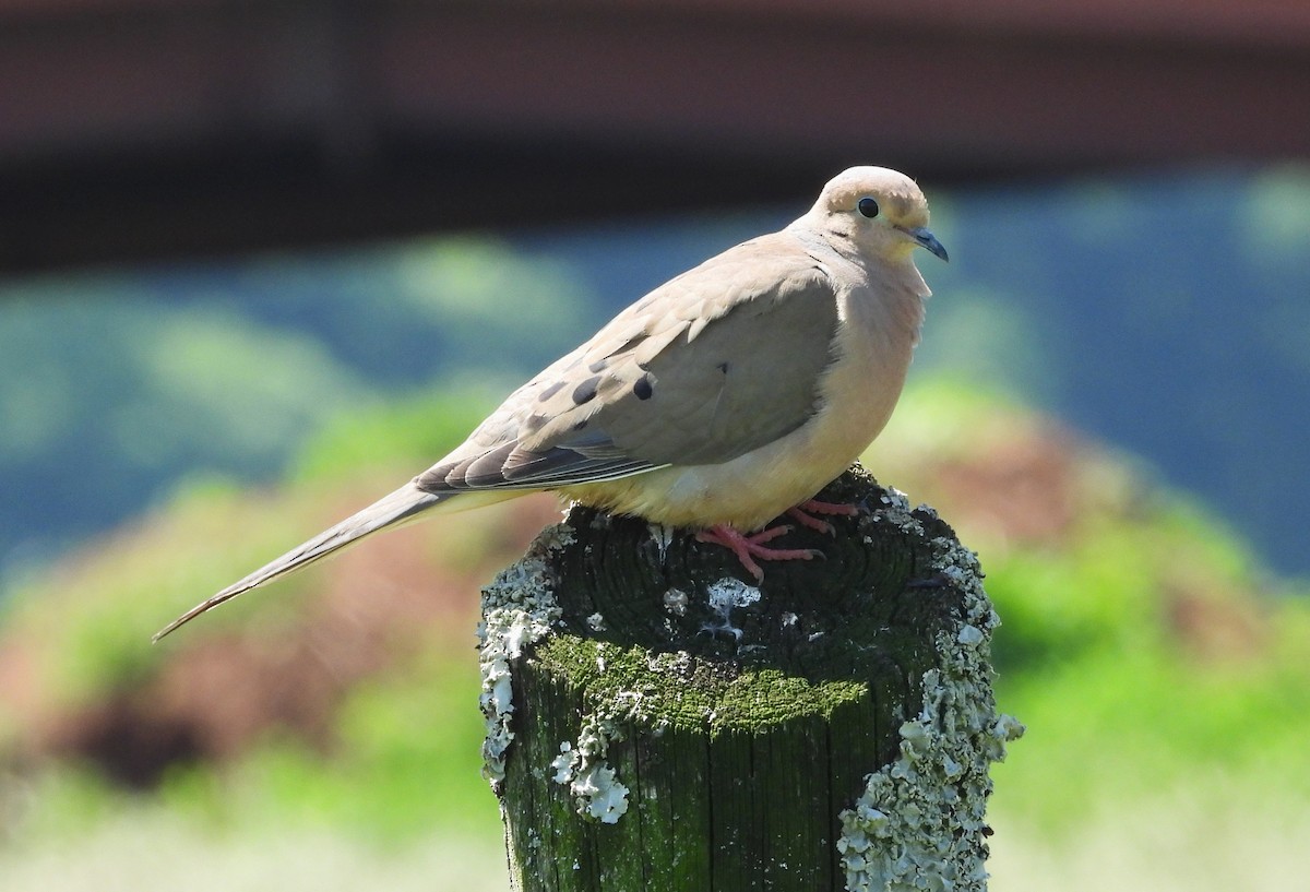 Mourning Dove - William Galloway