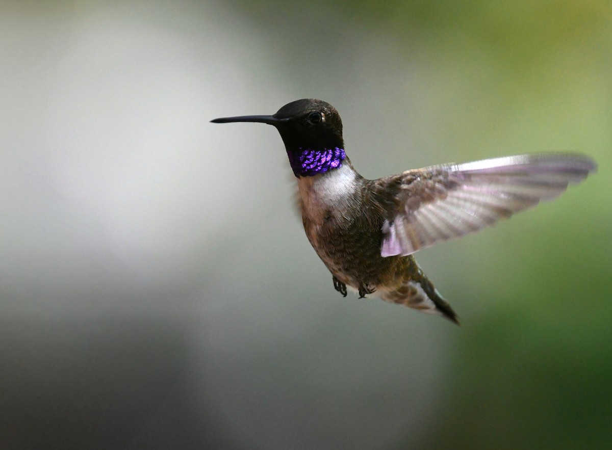 Black-chinned Hummingbird - Tim K