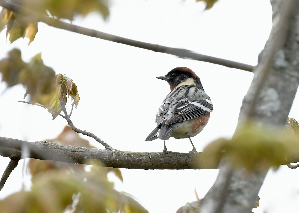 Bay-breasted Warbler - ML618990911