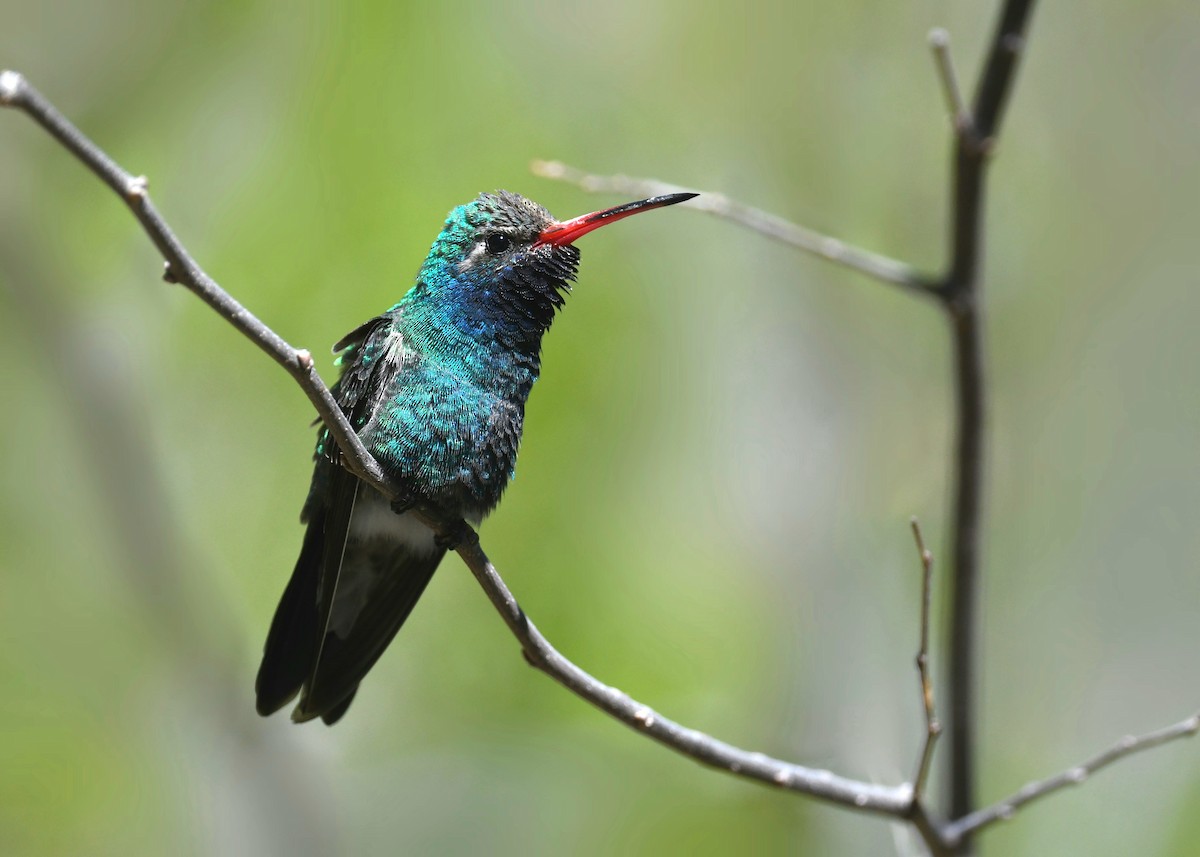 Broad-billed Hummingbird - Tim K