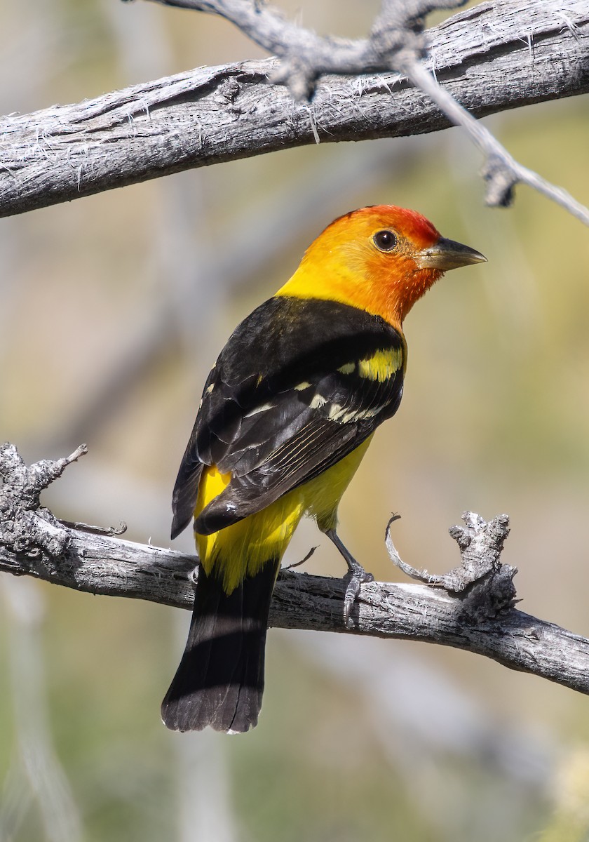 Western Tanager - ML618990921