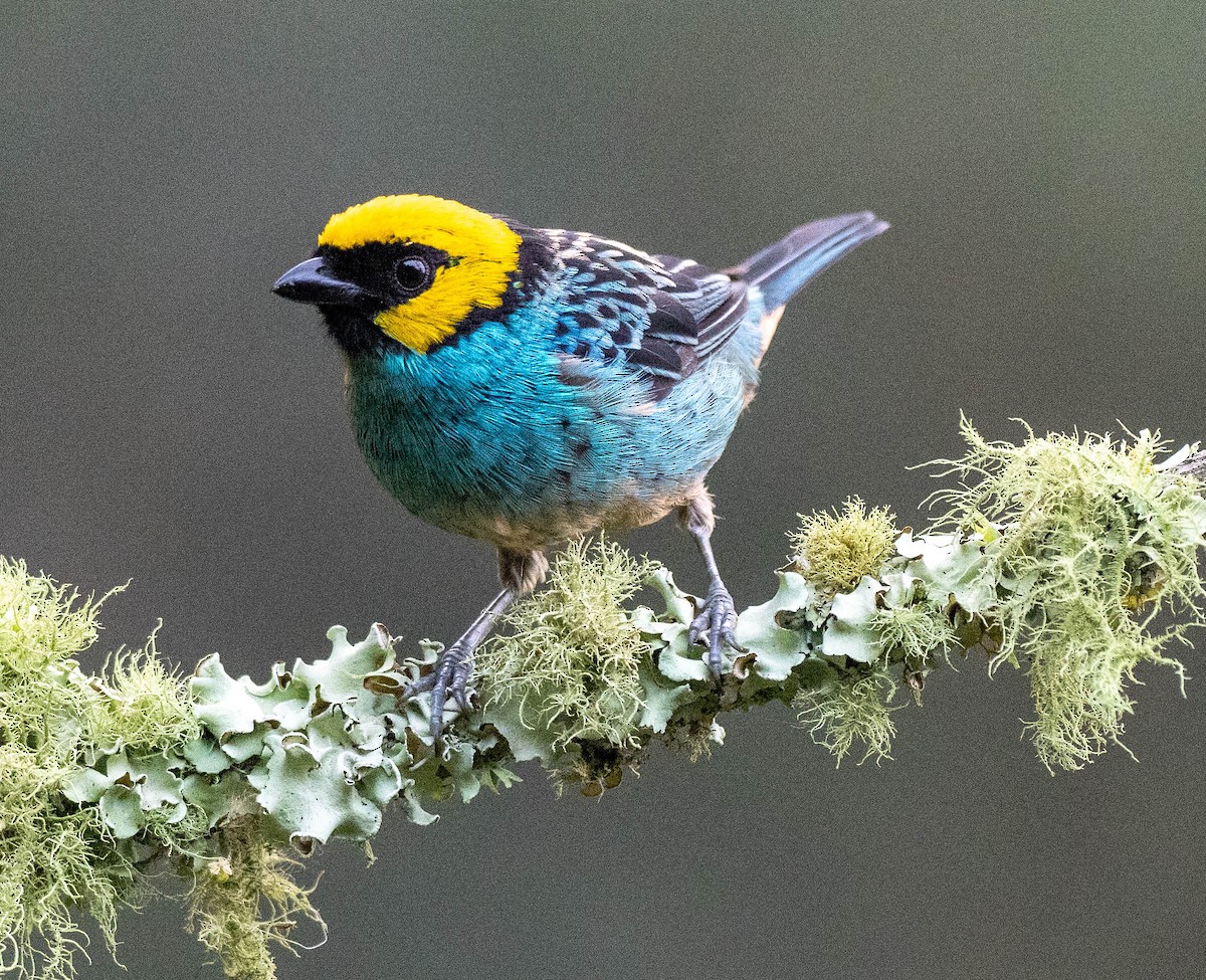 Saffron-crowned Tanager - ML618990923