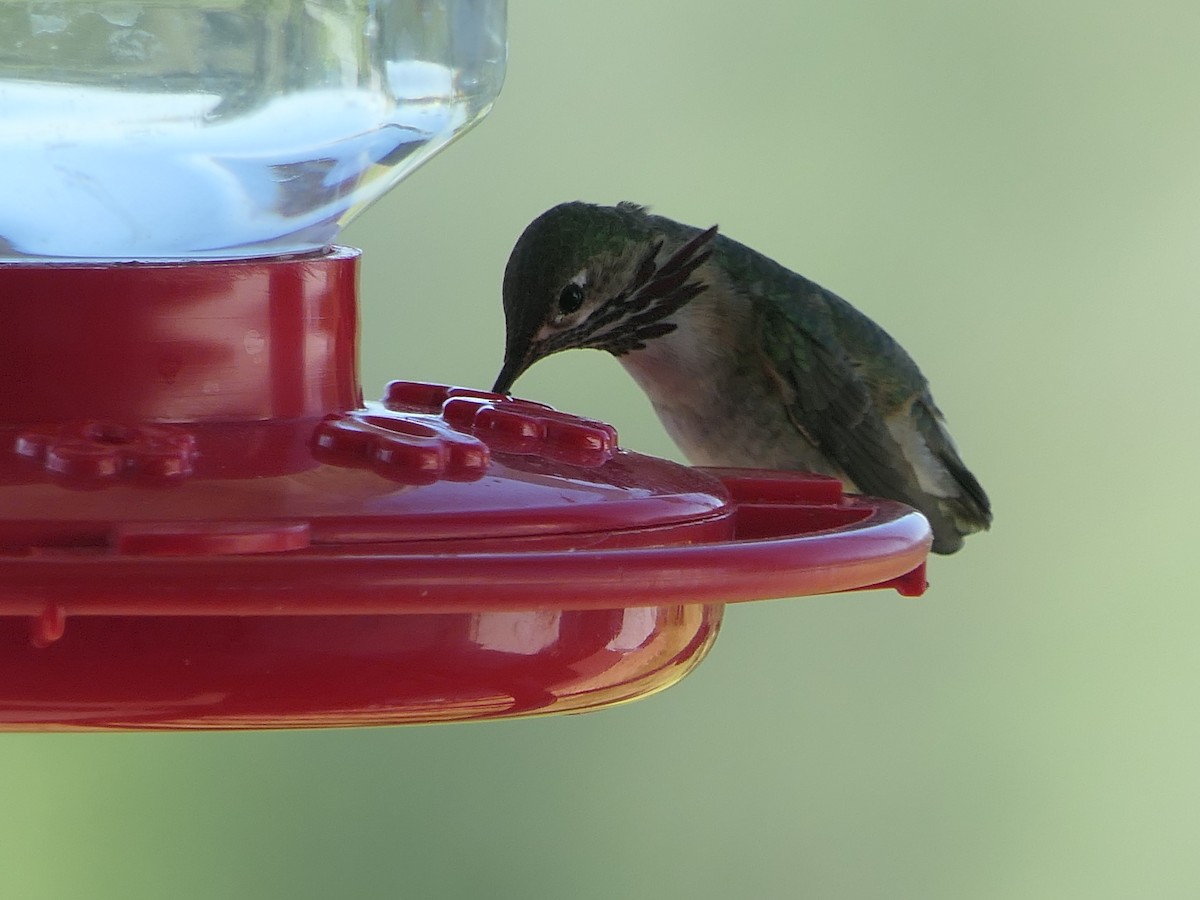 Calliope Hummingbird - ML618990932