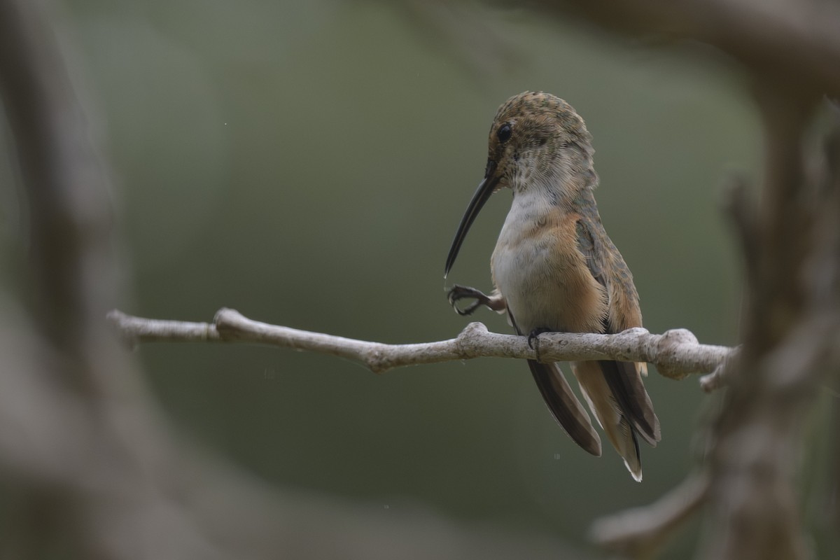Allen's Hummingbird - ML618990949