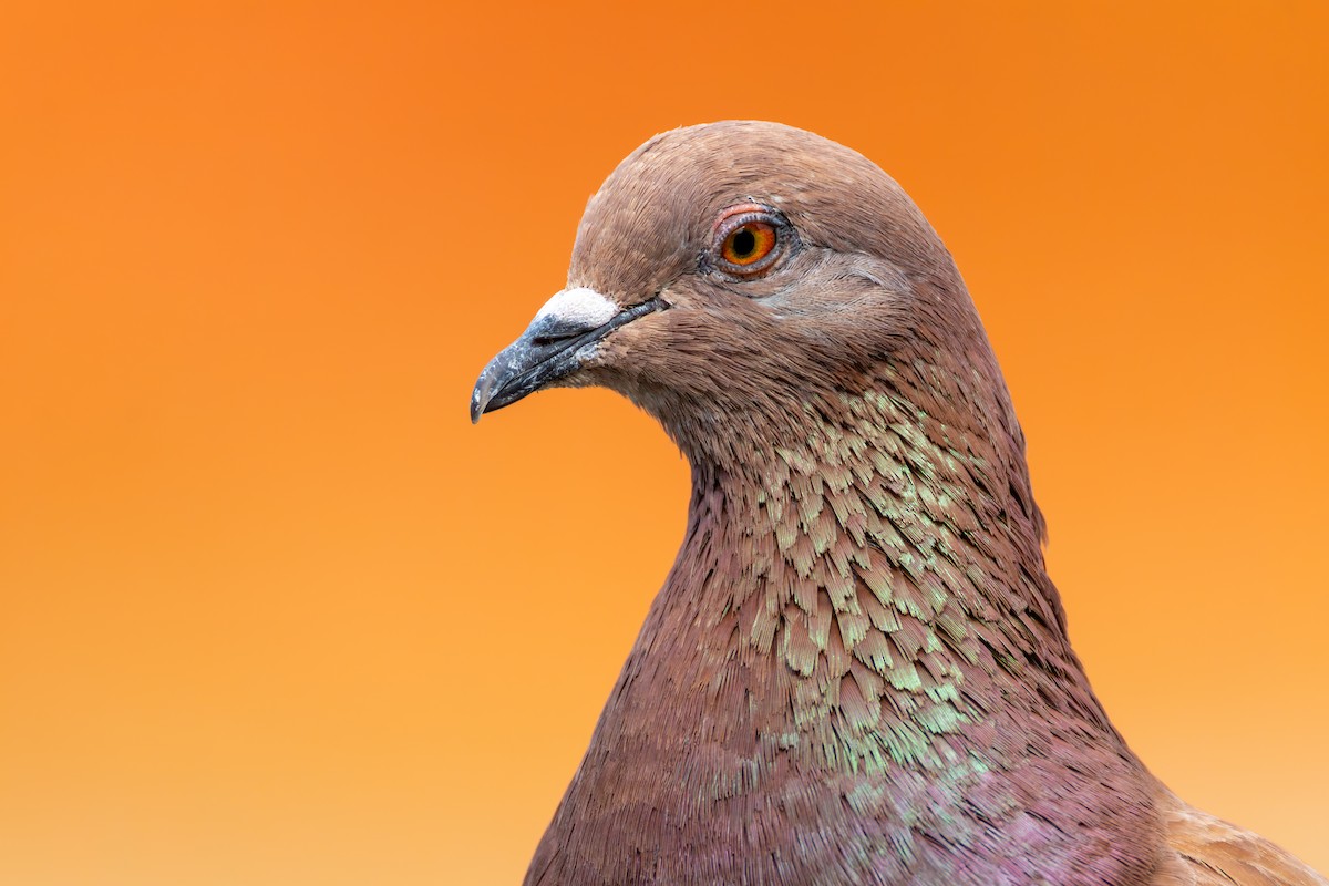 Rock Pigeon (Feral Pigeon) - Alexis Lours