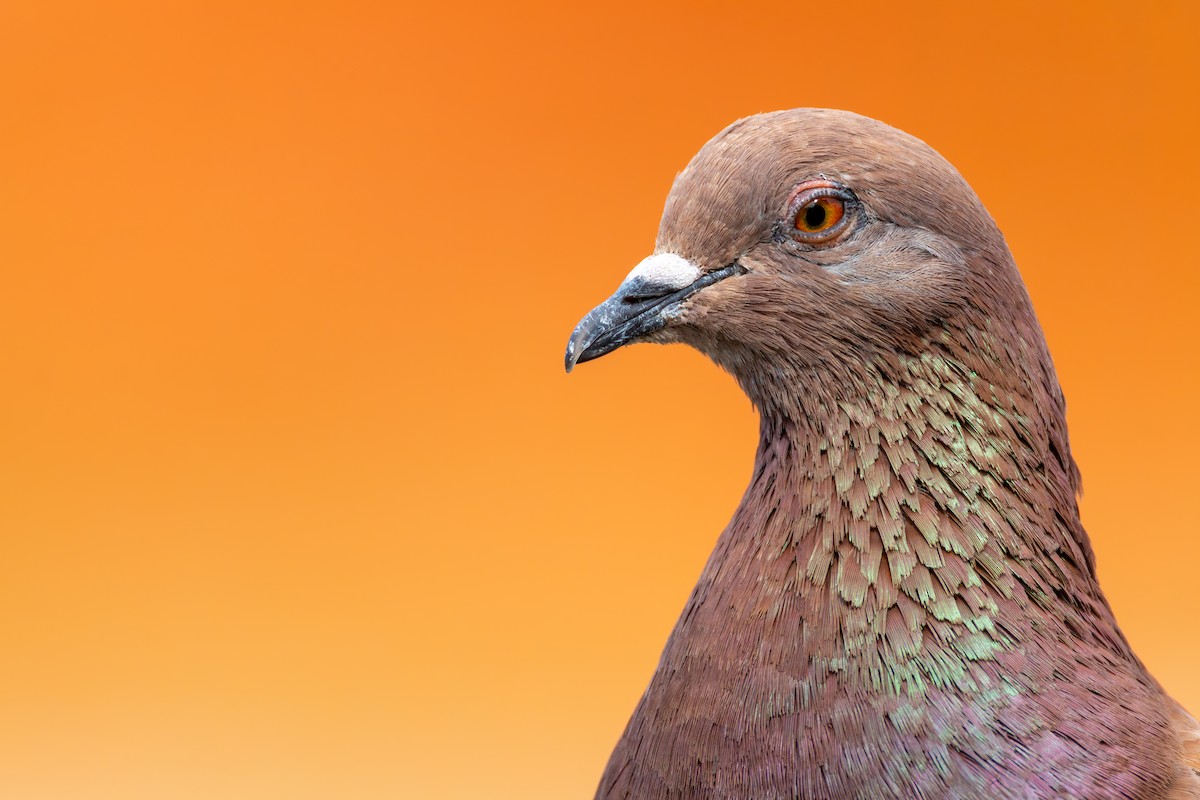 Pigeon biset (forme domestique) - ML618990956
