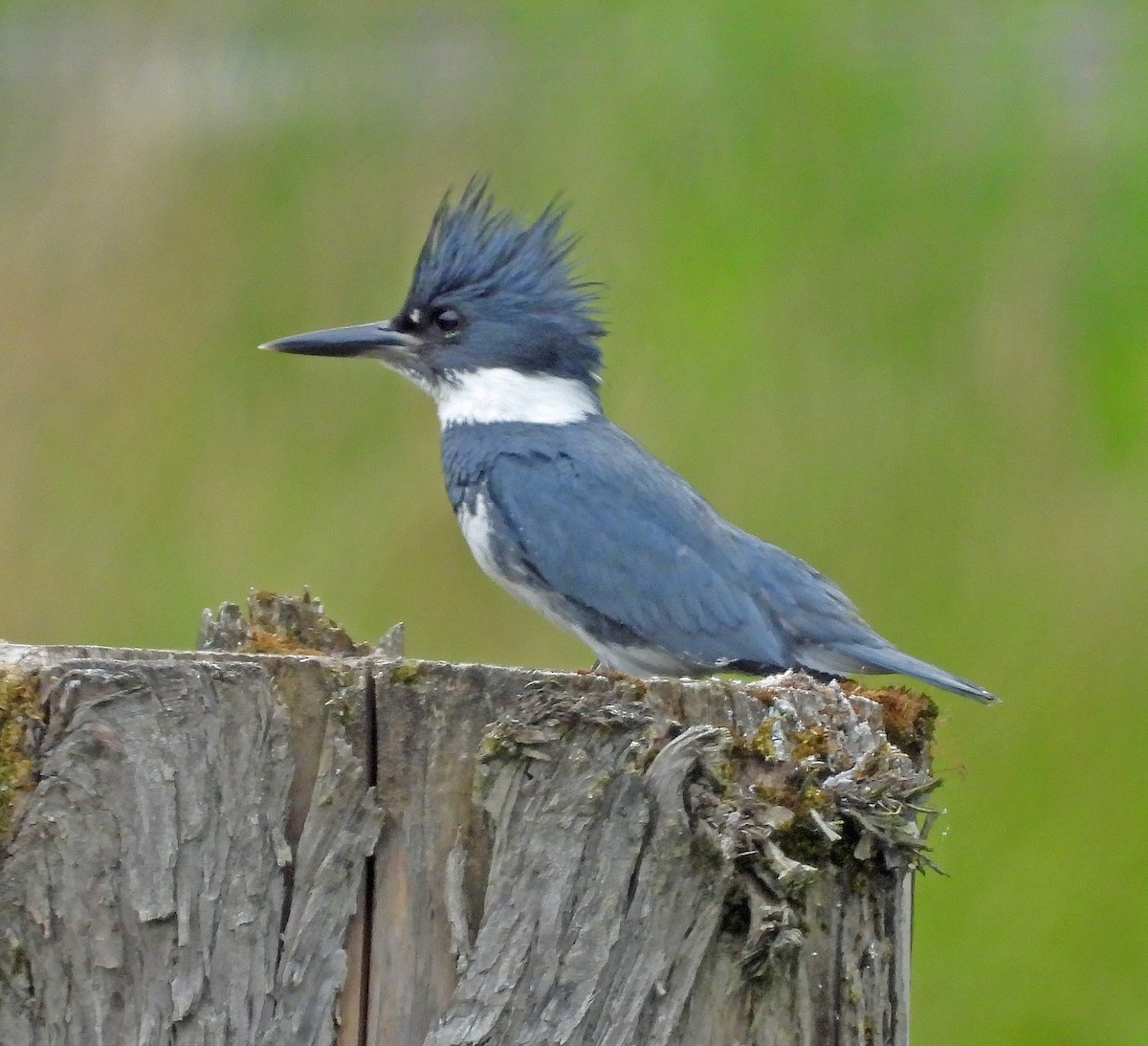 Belted Kingfisher - ML618990993