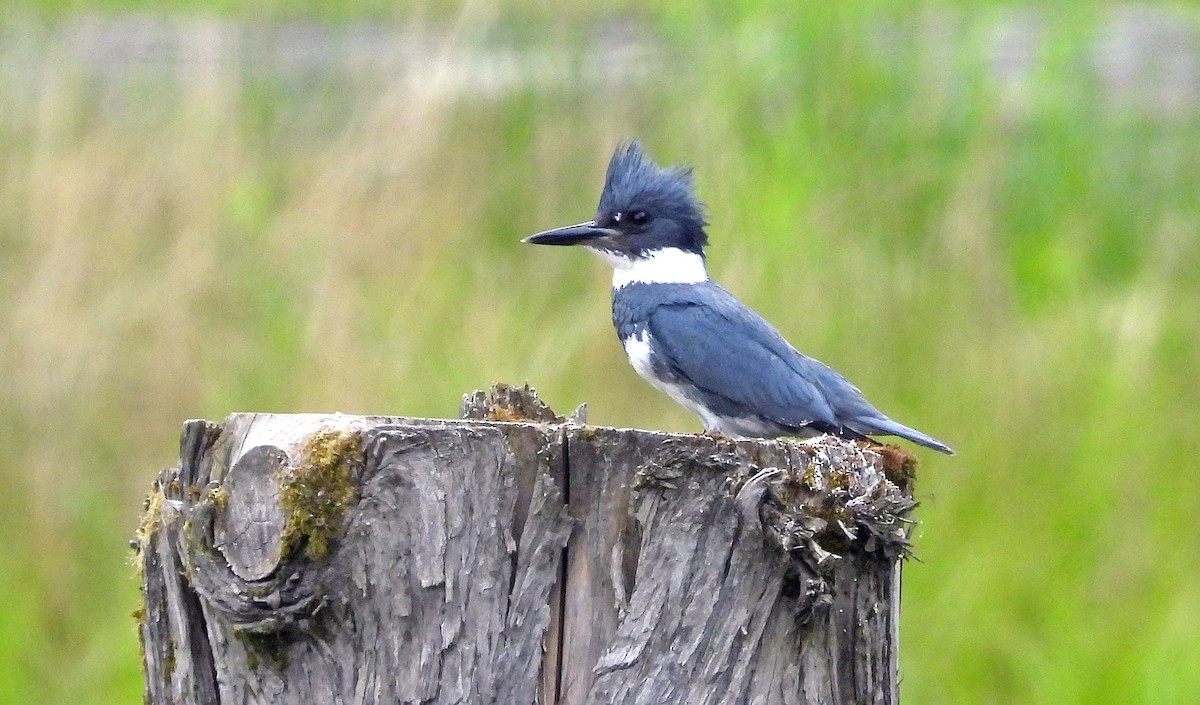 Belted Kingfisher - ML618990994