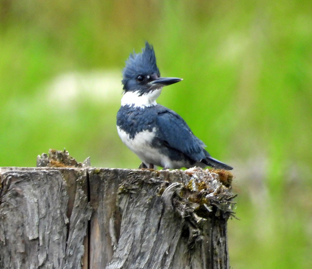 Belted Kingfisher - ML618990995