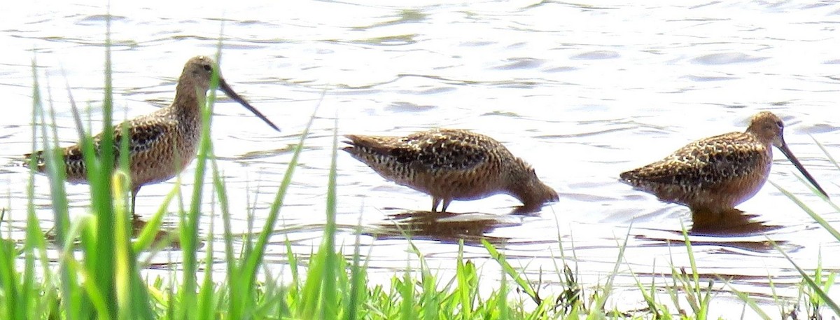 Long-billed Dowitcher - ML618991004