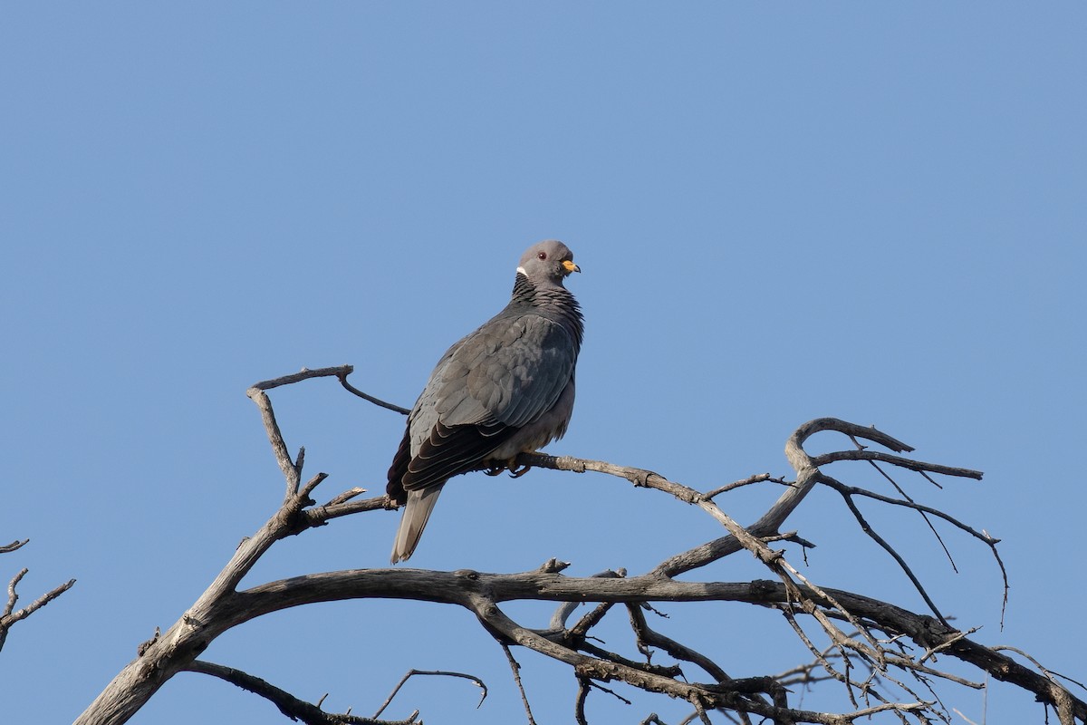 Band-tailed Pigeon - ML618991007