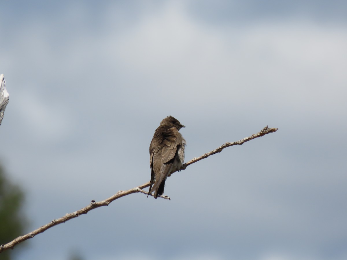Northern Rough-winged Swallow - ML618991022