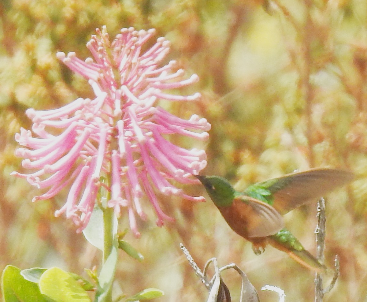 kolibřík peruánský - ML618991028
