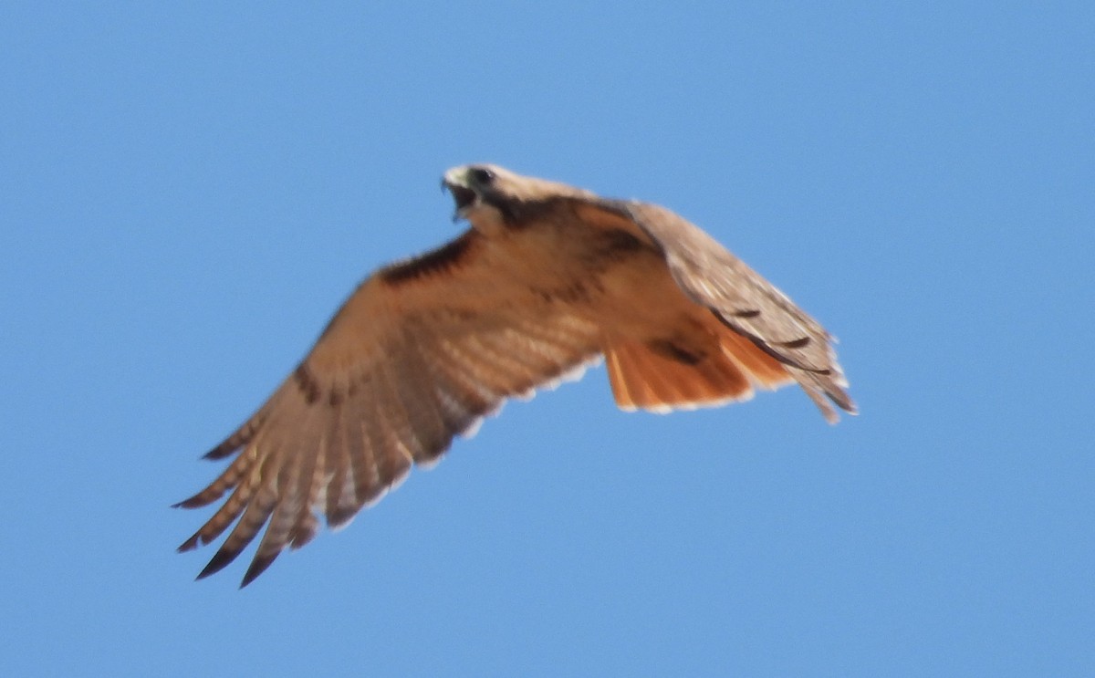 Red-tailed Hawk - ML618991031