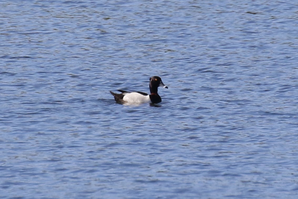 Ring-necked Duck - ML618991036