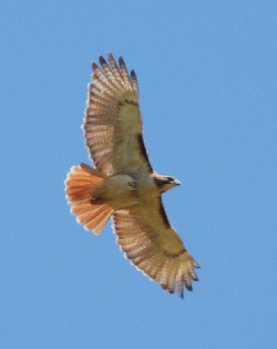 Red-tailed Hawk - ML618991037