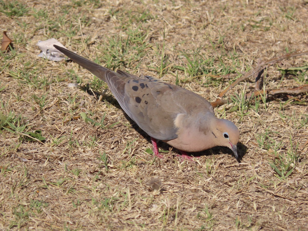 Mourning Dove - Jerry Smit