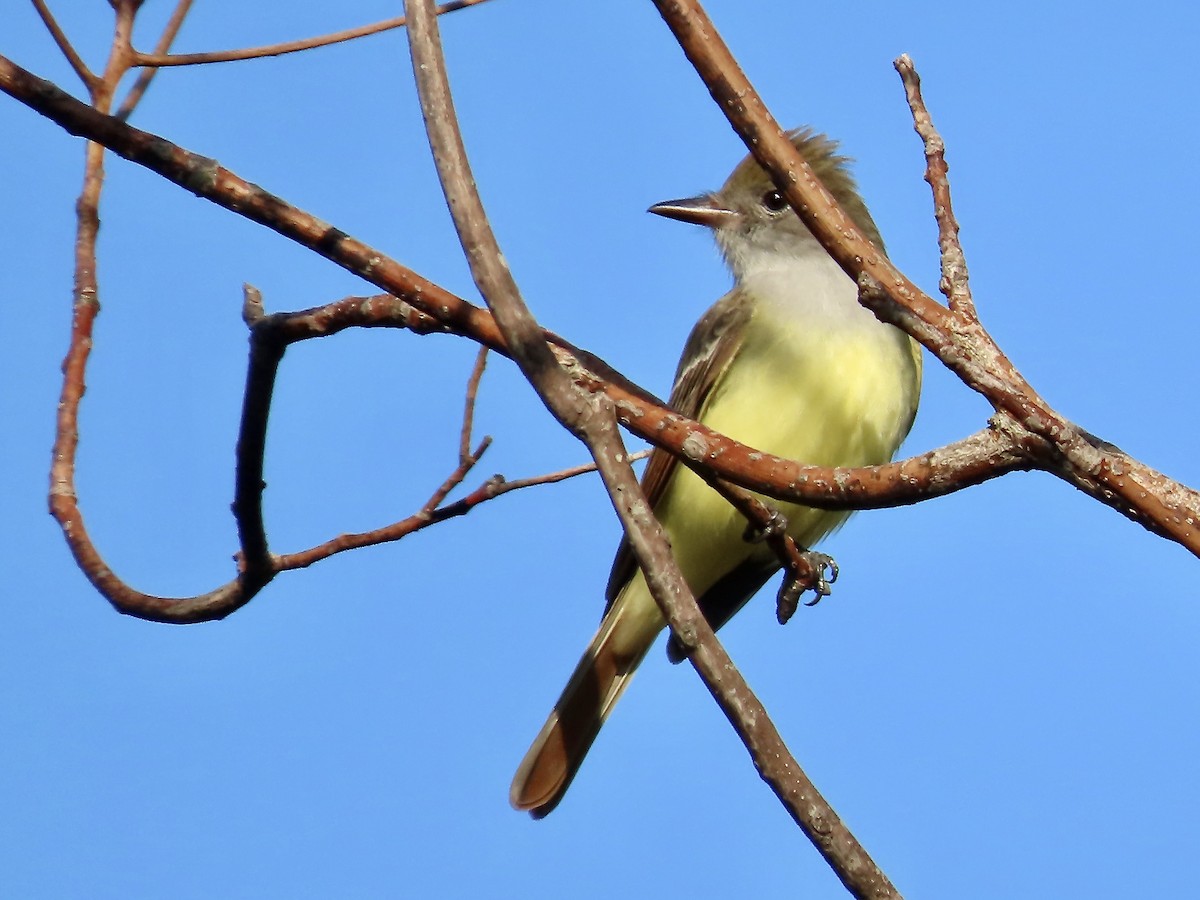 Great Crested Flycatcher - ML618991060