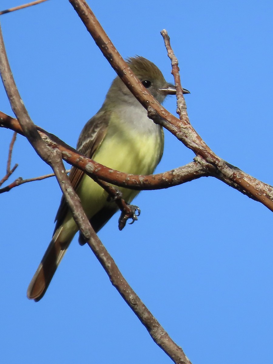 Great Crested Flycatcher - ML618991061