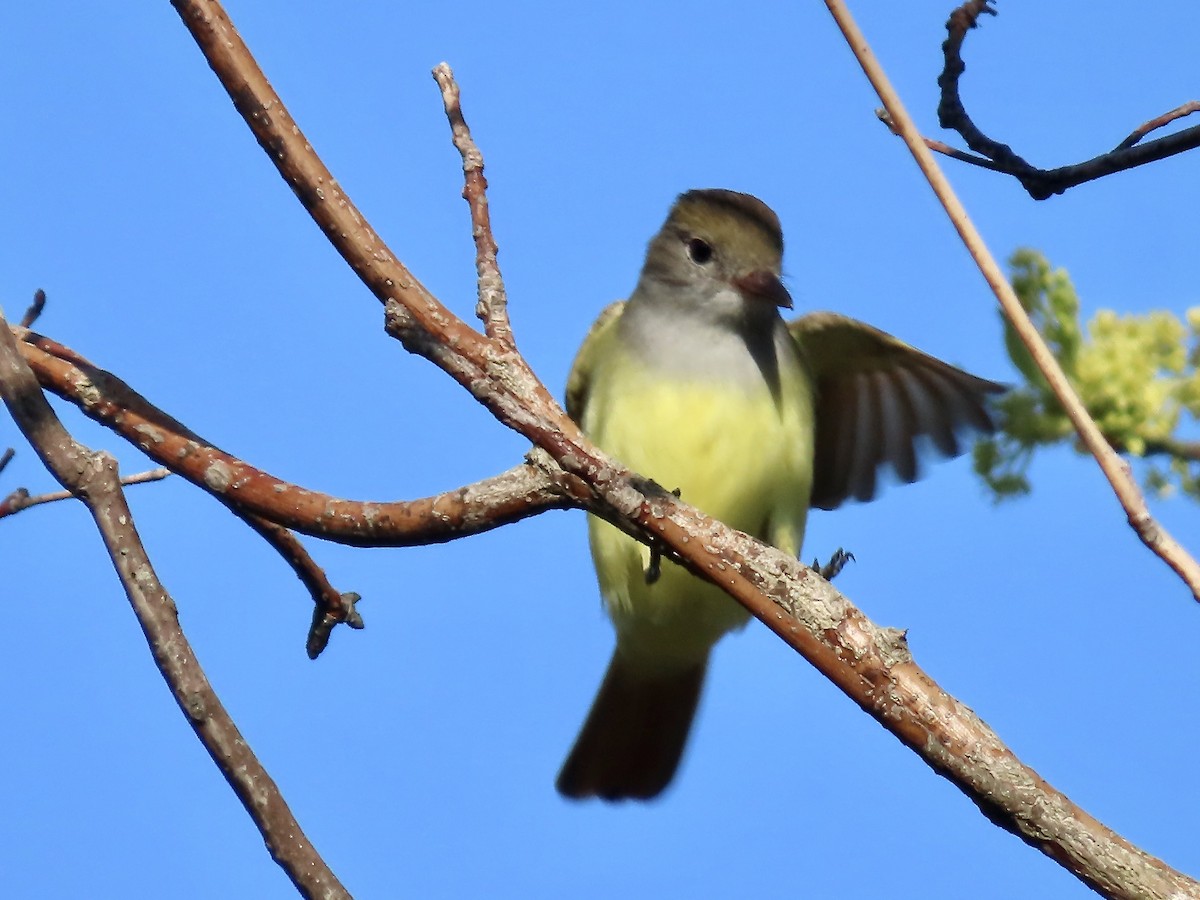Great Crested Flycatcher - ML618991062