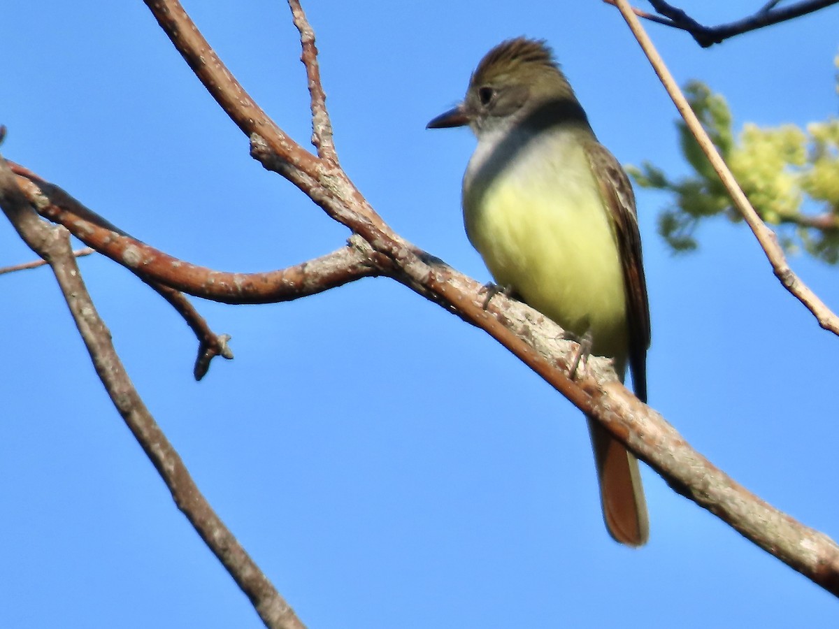 Great Crested Flycatcher - ML618991063