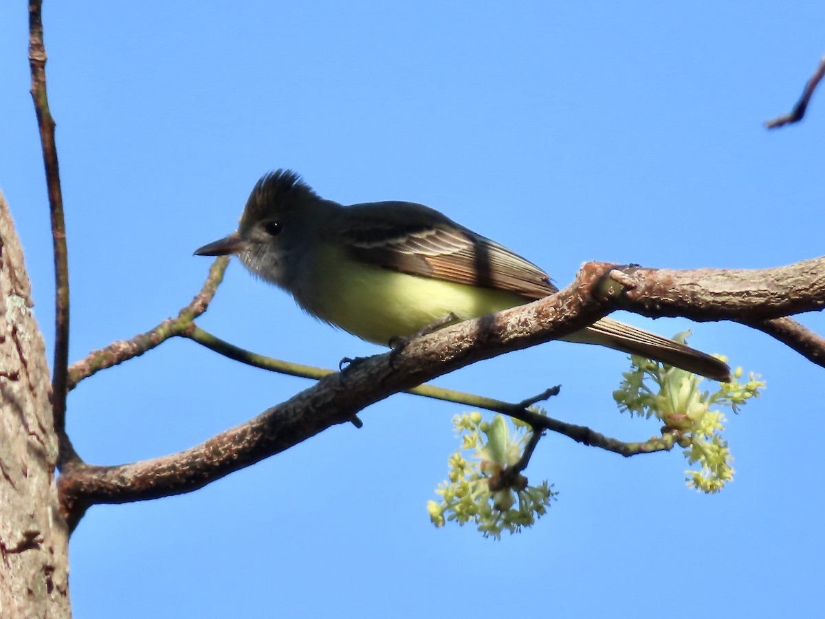 Great Crested Flycatcher - ML618991064