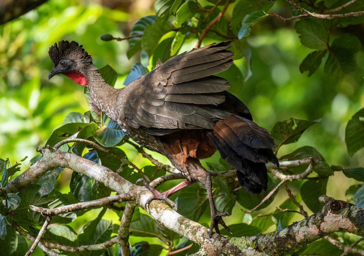 Crested Guan - ML618991090