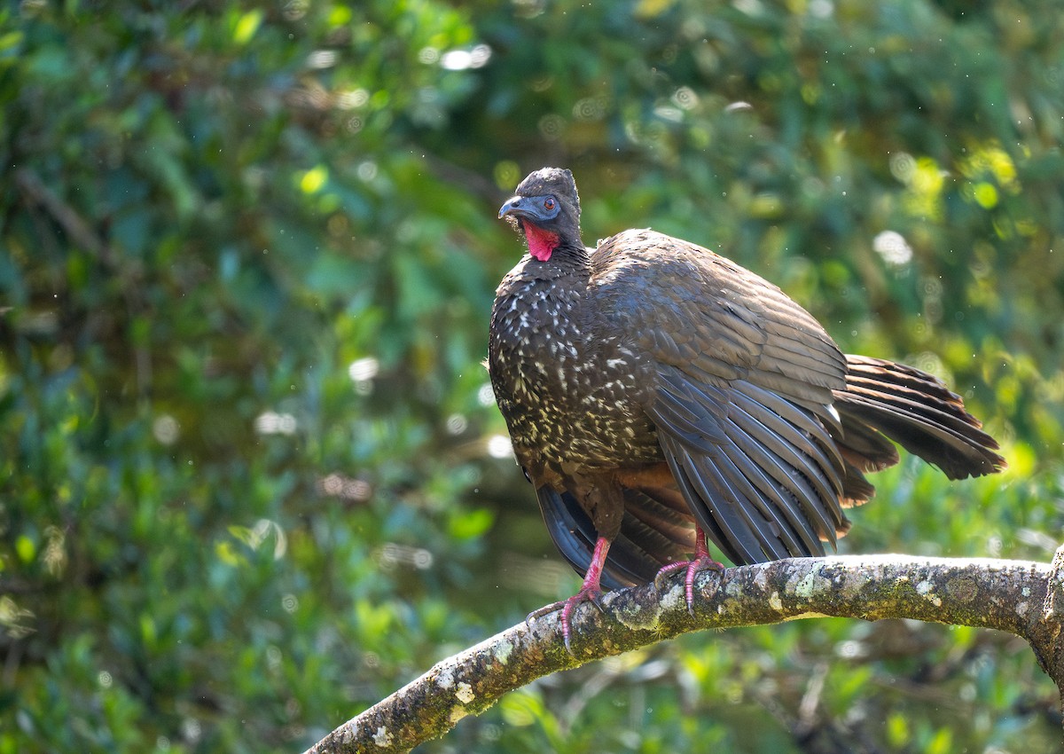 Crested Guan - ML618991092