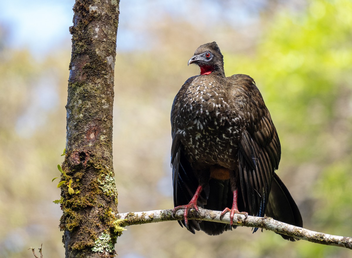 Crested Guan - ML618991094