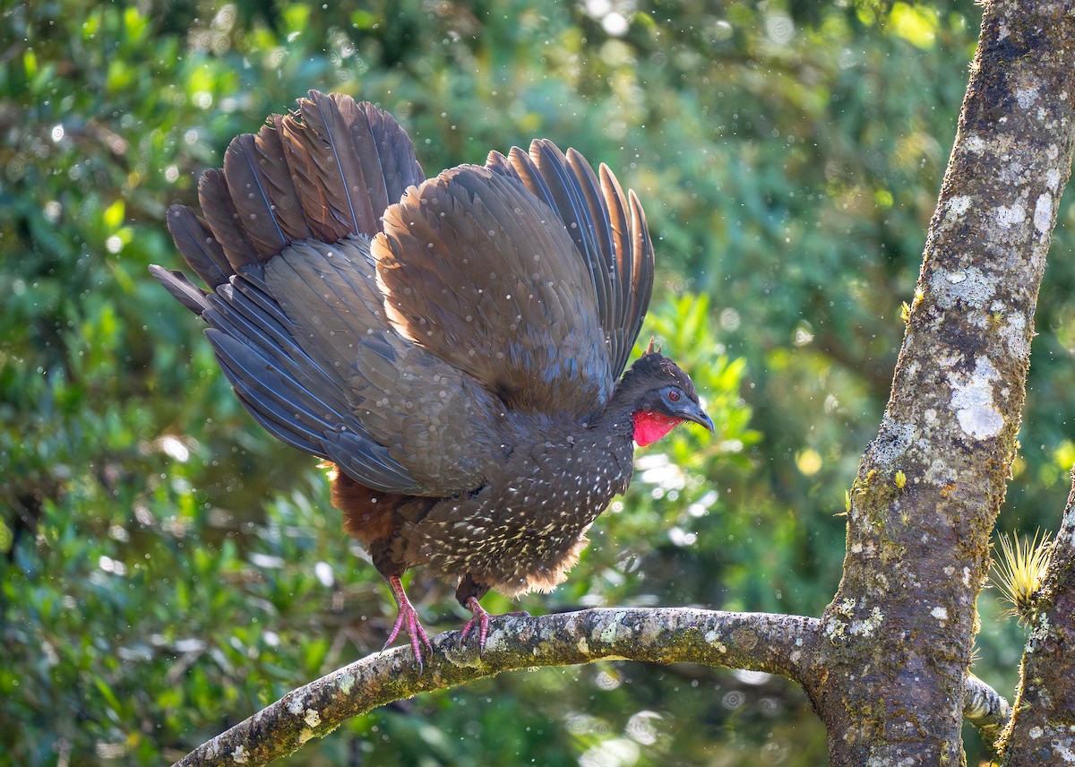 Crested Guan - ML618991097