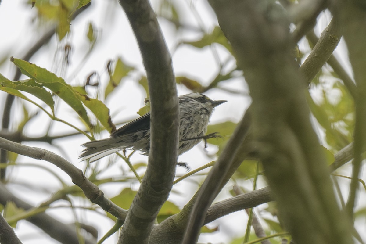 Black-throated Gray Warbler - ML618991120