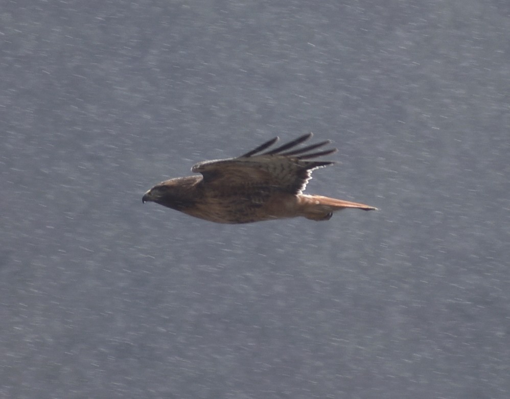 Red-tailed Hawk - ML618991146
